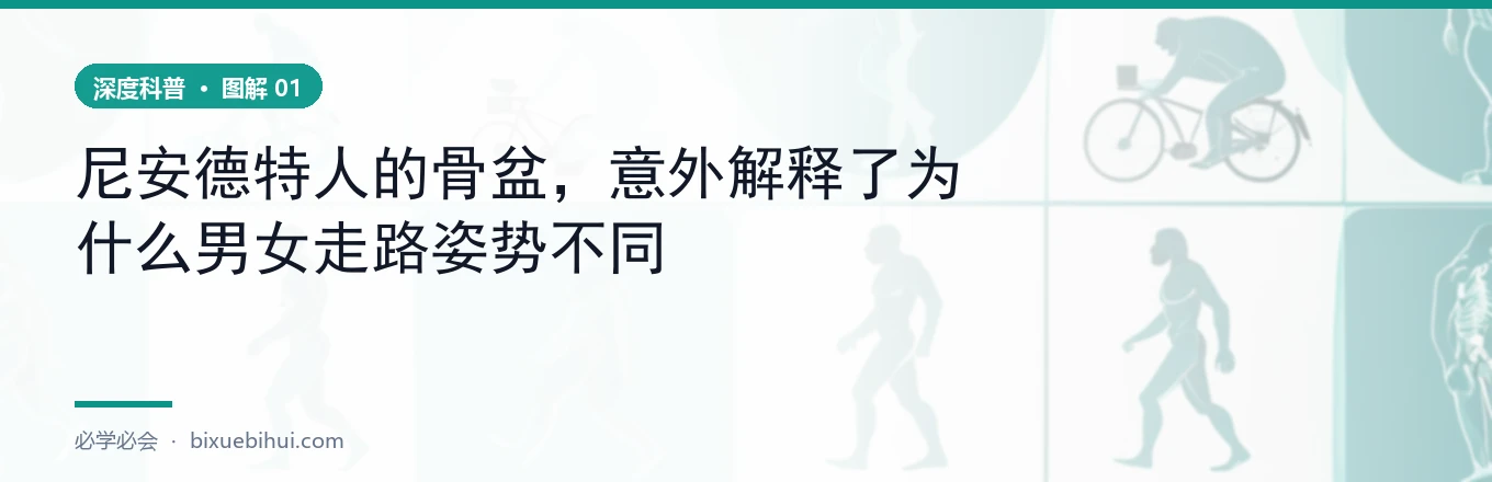 步态差异的解剖学根源