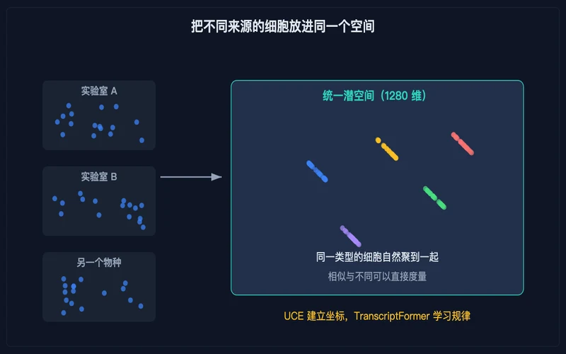 图示：来自不同实验室与物种的细胞被映射进同一个潜空间，同类型自然聚拢