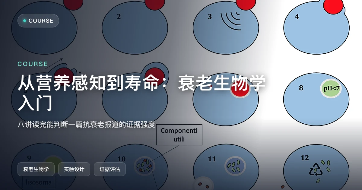 从营养感知到寿命:衰老生物学入门